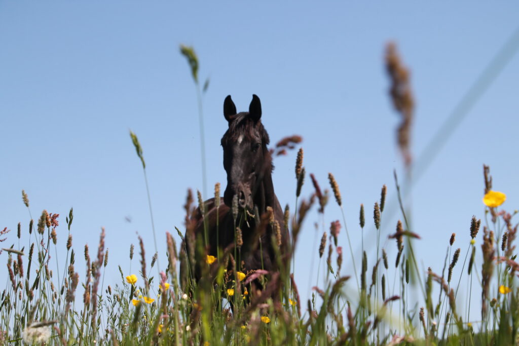 Cheval dans un pré vu en contre-plongée derrière des herbes et des fleurs jaunes, avec un ciel bleu en arrière plan