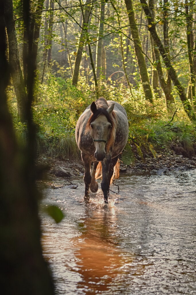 Cheval en liberté marchant dans une rivière en forêt