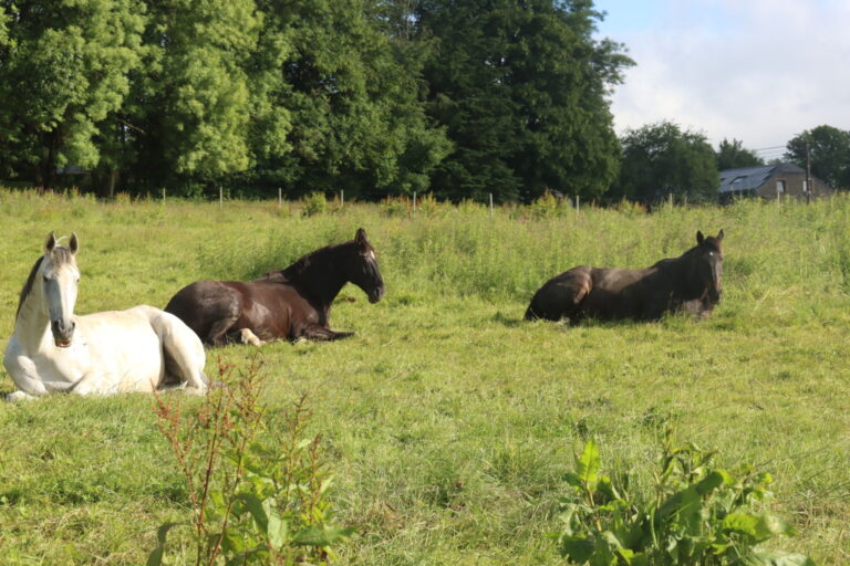 Trois chevaux couchés au repos dans un pré chez SensASion