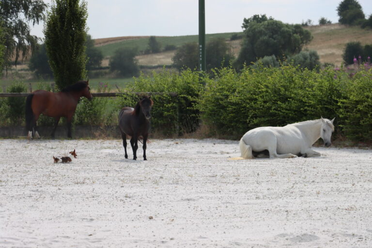 Chevaux en liberté dans le manège de l'écurie Offaing