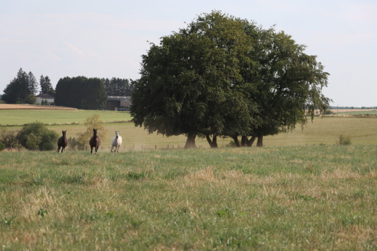 Vue d'ensemble du pré de l'écurie Offaing avec chevaux au pâturage