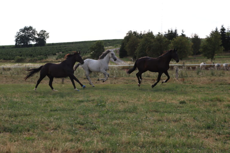 Troupeau de chevaux courant en liberté dans un pré verdoyant